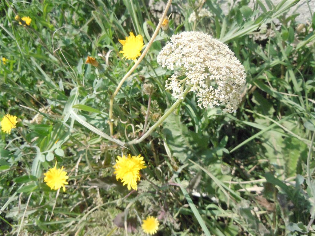 Daucus carota